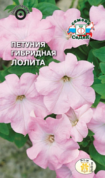 petuniya_lolita_gibridnaya
