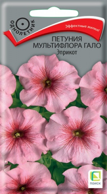 petuniya_multiflora_galo_eprikot