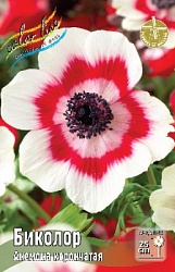 Anemone Bicolor