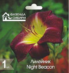 Лилейник  Night Beacon