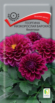 georgina_nizkorosl_barokko_fioletovaya