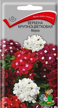 Вербена мерло