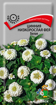 Цинния низкорослая Фея Белая