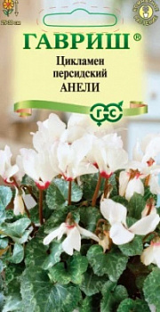Цикламен Анели