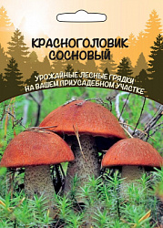 krasnogolovik-sosnovyy
