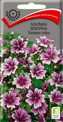 malva_zebrina_lilovaya_zebra