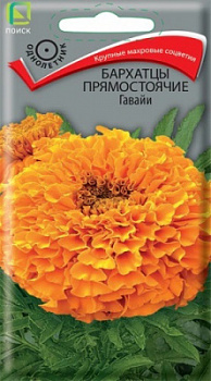 Бархатцы прямостоячие Гавайи