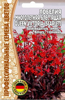 lobelija_mnogoletnjaja_blestjaschaja_queen_victoria-500x500