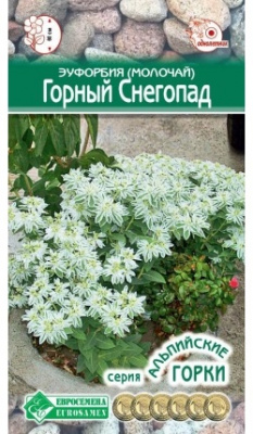Молочай