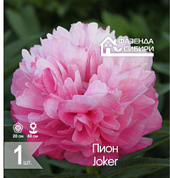 сПион Joker