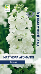 mattiola_aromagiya_belaya