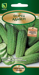 ogurec_adam_f1