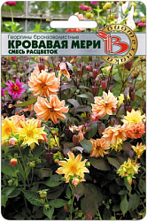 Георгина кровавая мери