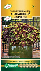 Колеус анансовый Сюрприз