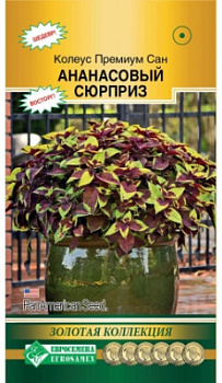Колеус анансовый Сюрприз