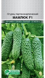 Мамлюк