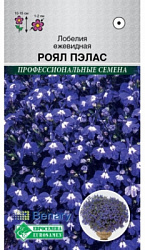 Лобелия Роял Пэлас