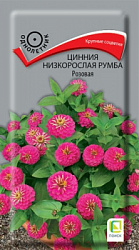 cinnia_nizkoroslaya_rumba_rozovaya