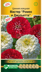 Цинния изящная Мастер Ромео и Джульетта