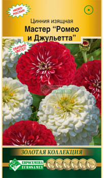 Цинния изящная Мастер Ромео и Джульетта