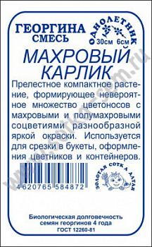 Георгина махровый карлик БП