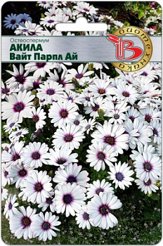 Акила вайт парпл ай