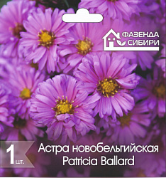 Астра Patricia Ballard