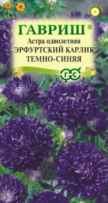 Астра Эрфутский карлик темно-синяя
