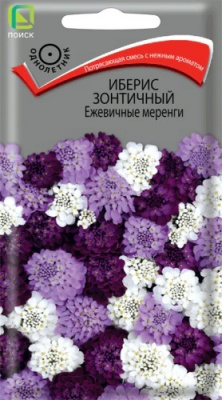 Иберис зонтичный Ежевичные меренги