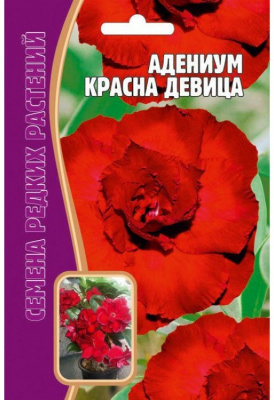 Адениум красная девица