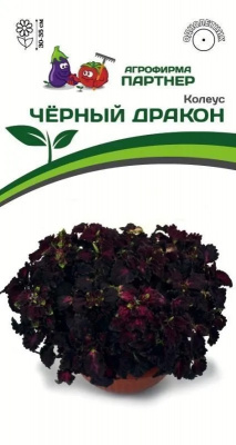 Колеус черный дракон