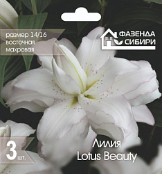 Лилия Lotus Beauty