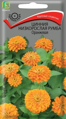 Цинния низкорослая Румба Оранжевая