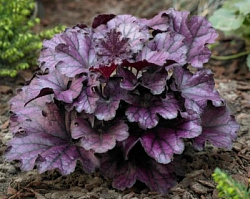 Гейхера Forever Purple