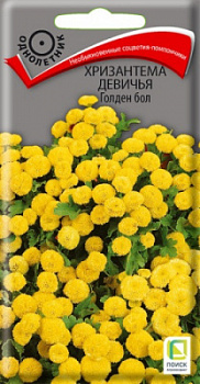 hrizantema_devichya_golden_bol