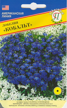 Лобелия кобальт