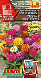 Цинния Крупноцвет