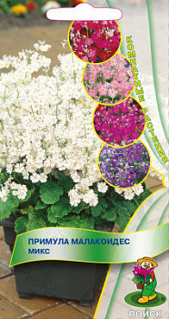 Примула малакоидес Микс