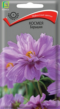 kosmeya_baryshnya