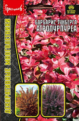 Барбарис