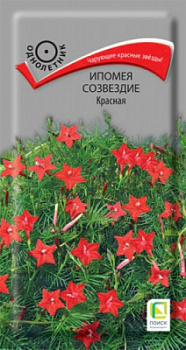 ipomea_sozvezdie_krasnaya