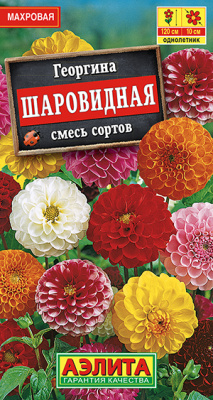 Георгина Шаровидная, смесь сортов_ЦП