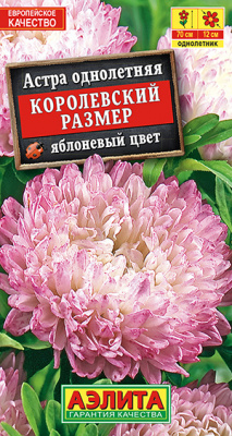 Астра Королевский размер яблоневый цвет_ЦП