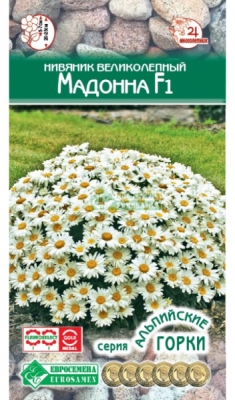 Нивяник Мадонна