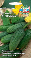 ogurets_khrumka_f1