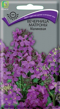 Вечерница Матроны Малиновая