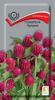 gomfrena_purpurnaya