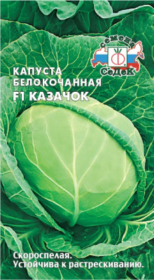 kapusta_kazachok_f1