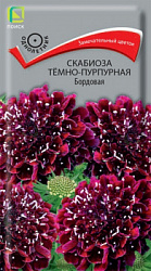 scabioza_temno_purpurnay_bordovaya