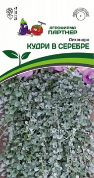 Дихондра Кудри в серебре